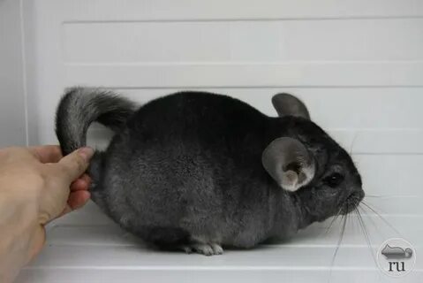 Шиншилла живет лет