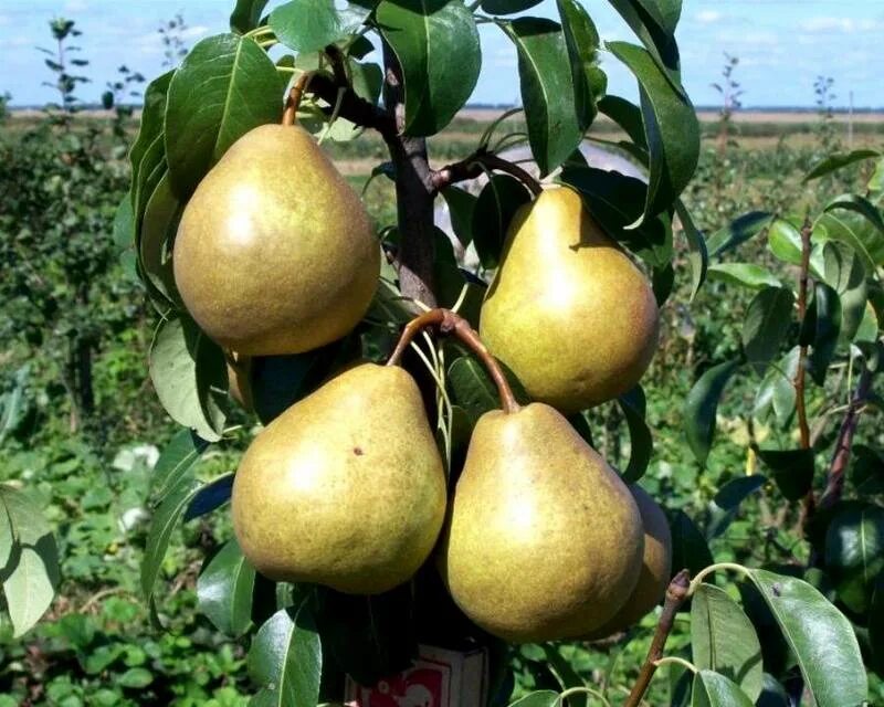 Груша Куюмская. Кубанская груша. Груша Даликор. Груша медовая колоновидная г-3.