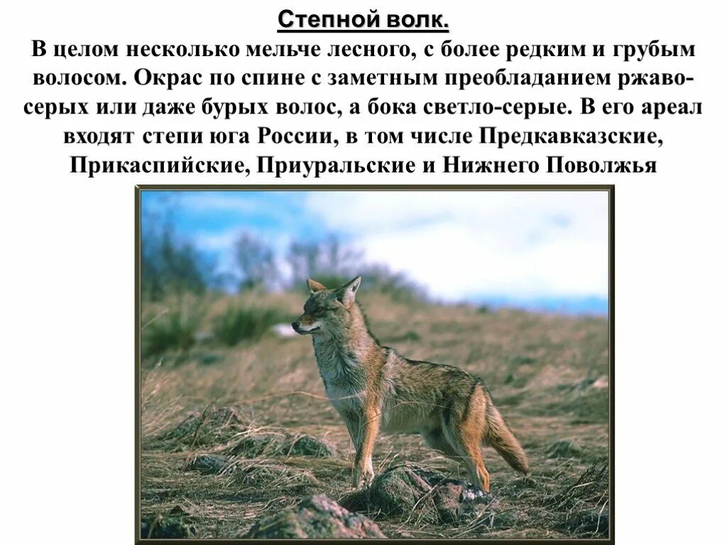 Степной волк краткое содержание. Презентация про степного волка. степной волк интересные факты. степной волк доклад. волки которые живут в степях.