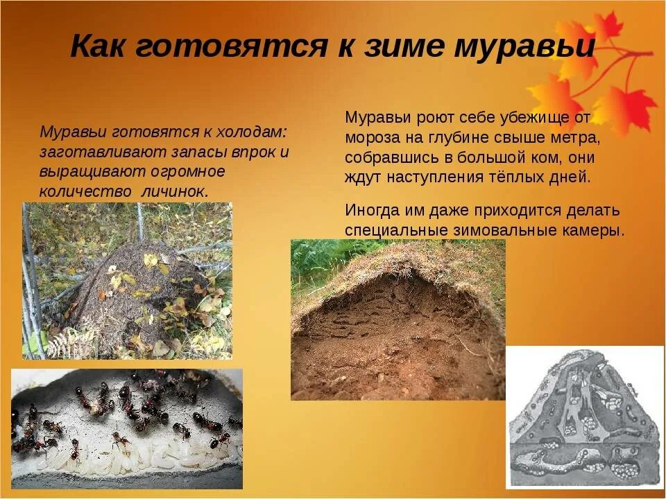 Зимовка муравья