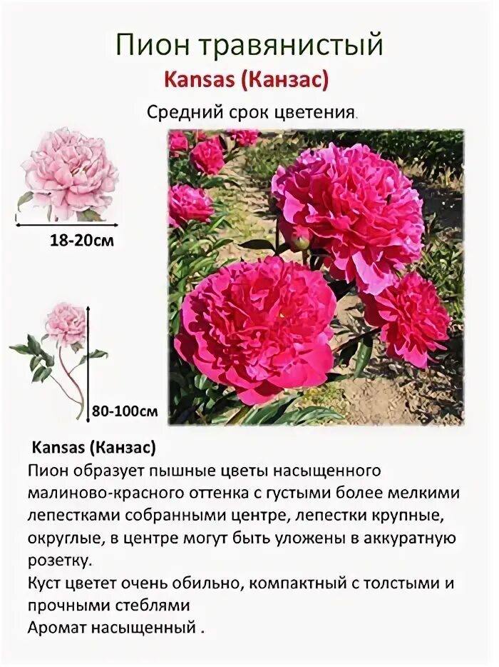 Пион совместимость. Пион травянистый диаметр кроны. классификация пиона. пионы период цветения.