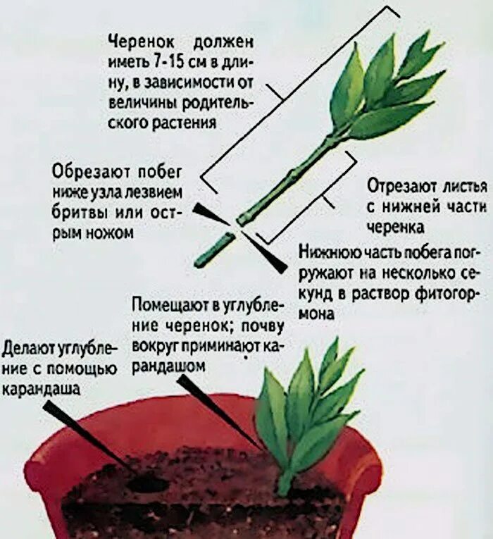 Какие органы можно использовать для черенкования