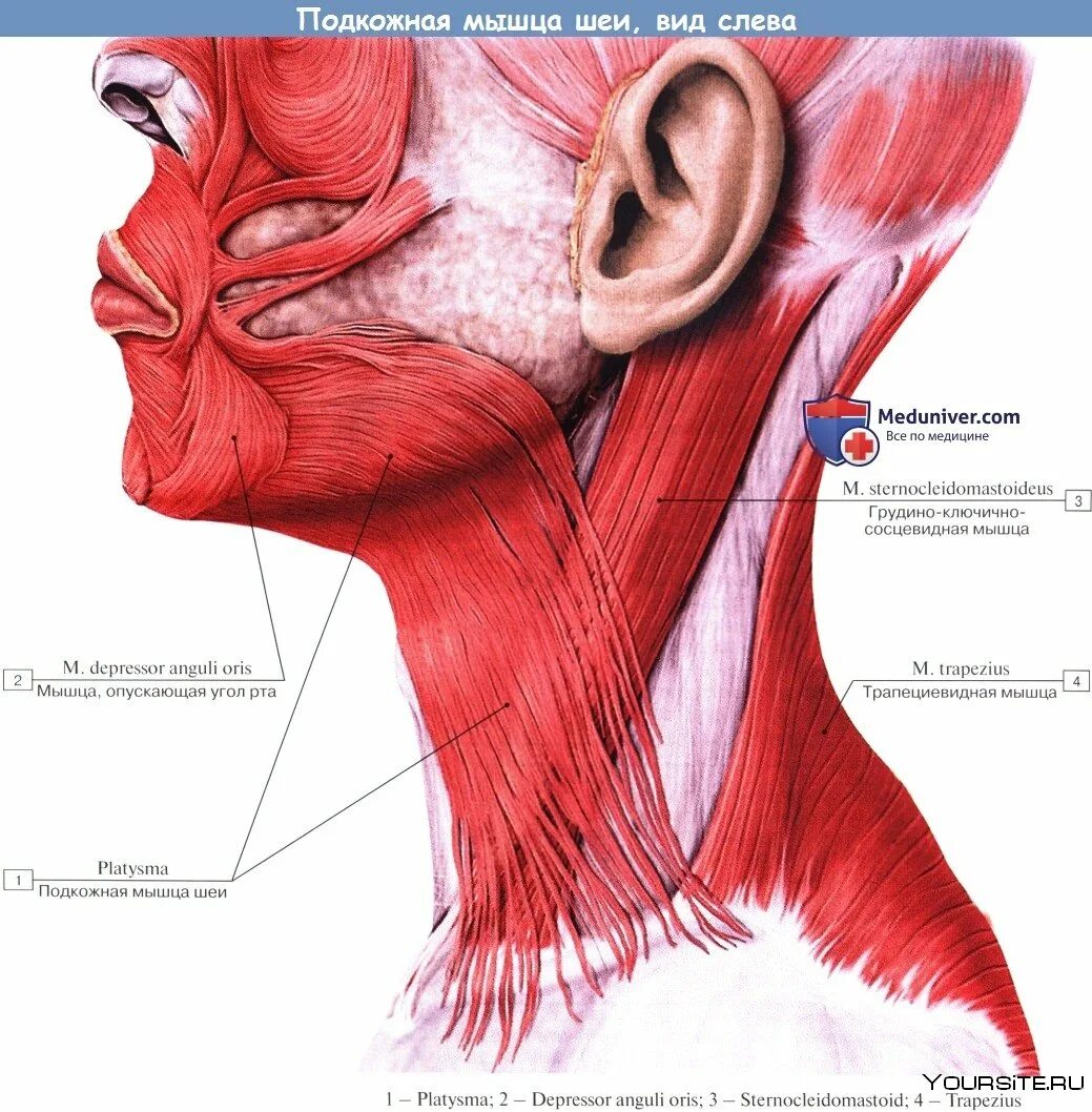 Мышцы шеи слева. Мышцы шеи анатомия строение. Строение шейных мышц человека сзади. Мышцы шеи анатомия сзади с названиями. Мышцы шеи слева.