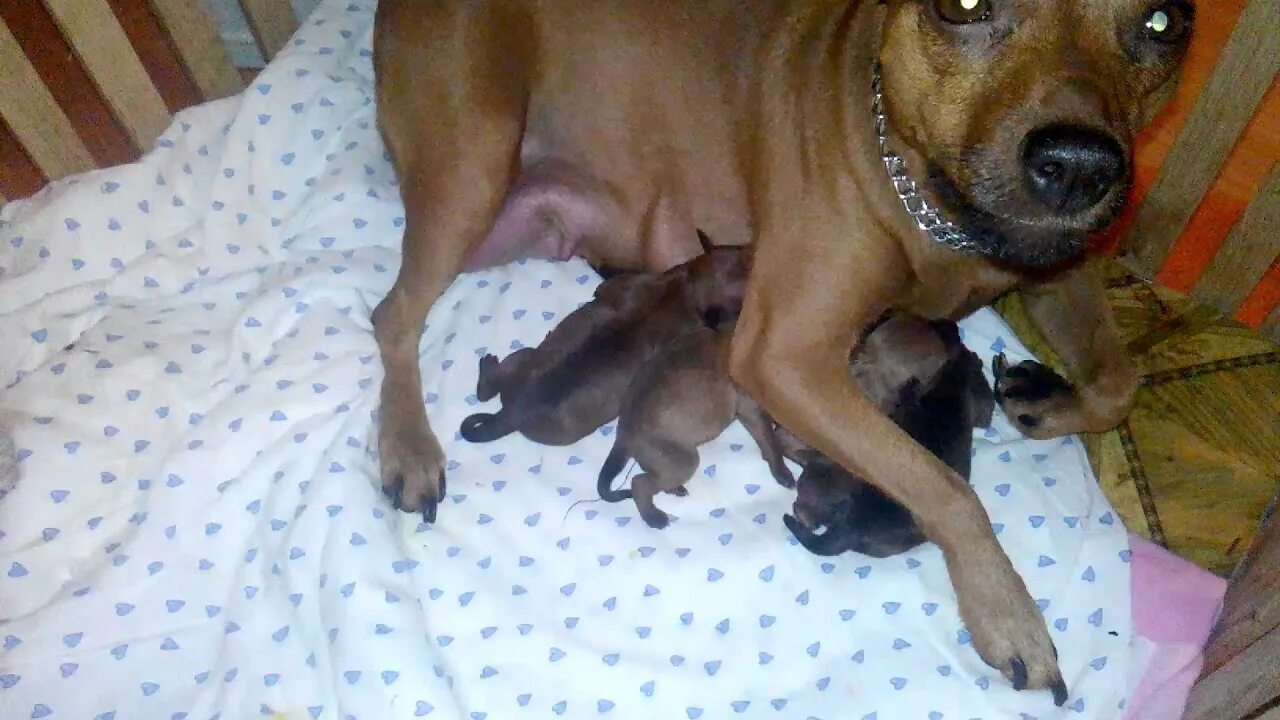 Цвергпинчер течка. Беременный пинчер. беременный карликовый пинчер. роды щенков цвергпинчера.