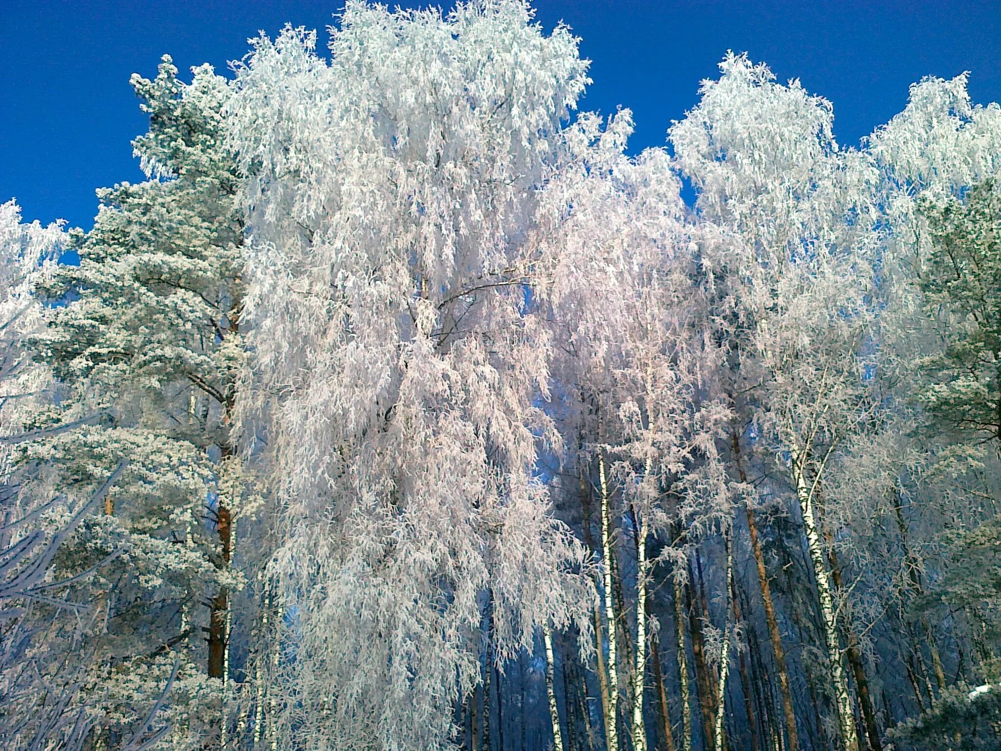 Зимние деревья. Зимний пейзаж. Предложение со словом иней. Зимняя береза. Береза зимой.