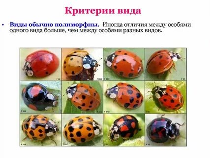 Разновидность примеры