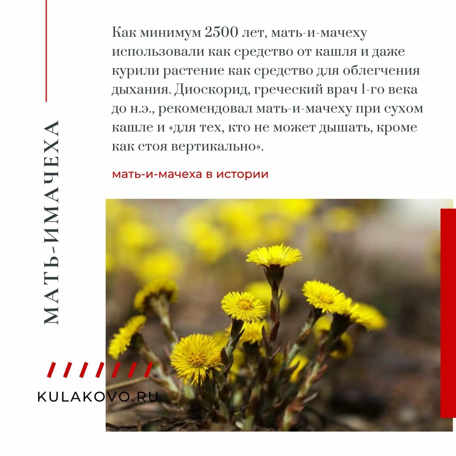 Аудио рассказ мачеха. Мать-и-мачеха и одуванчик. Мать мачеха солоухин. Аудио рассказ мачеха. Серена валентино леди тремейн.