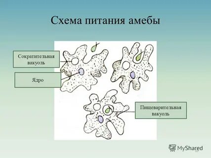 Амеба питание