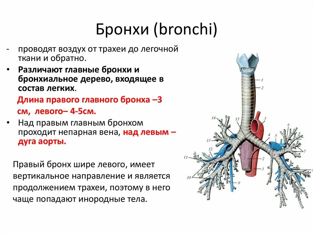 Функции трахеи