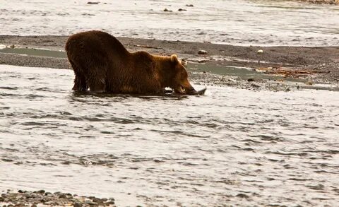 Alone with wildlife