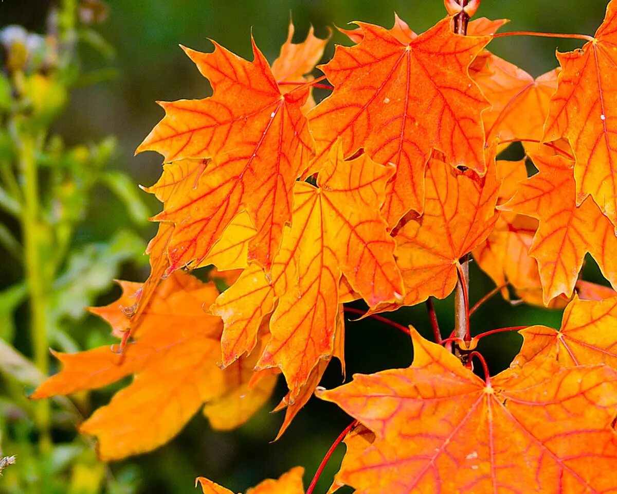 Цвет листа клена осенью. Клен осенью. Осень клен. Осенние листья. Красивый осенний клен.