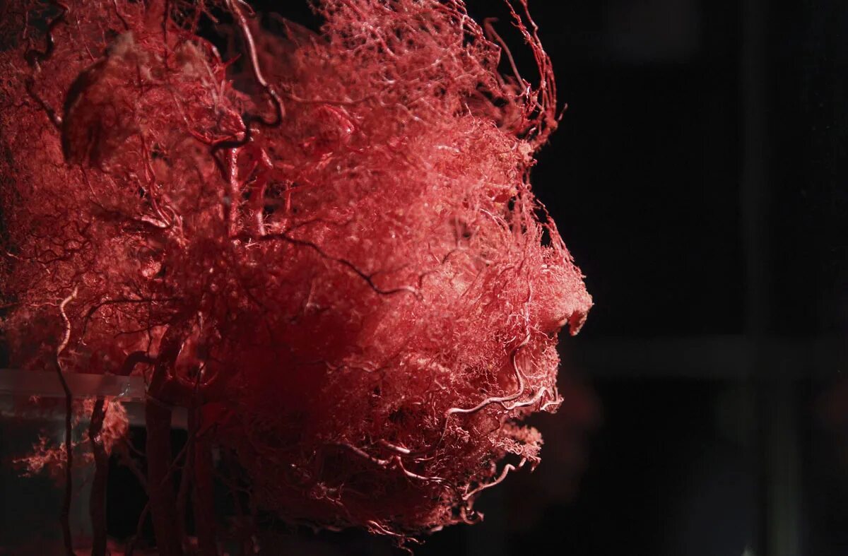 клетка эритроцита. кровяные тела. клетки крови. строение человеческой крови. кровеносные сосуды человека.