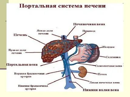 Портальная система