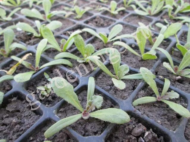 Когда сажать статицу на рассаду. Когда сажать статицу на рассаду. Черенкуем алиссум. Статица всходы рассада. Цветы статица пикировка рассады.