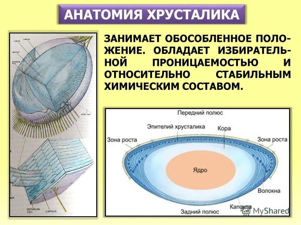 строение и функции хрусталика глаза человека. хрусталик схема строения. анатомия хрусталика. строение строение хрусталика. схема строения хрусталика гистология.