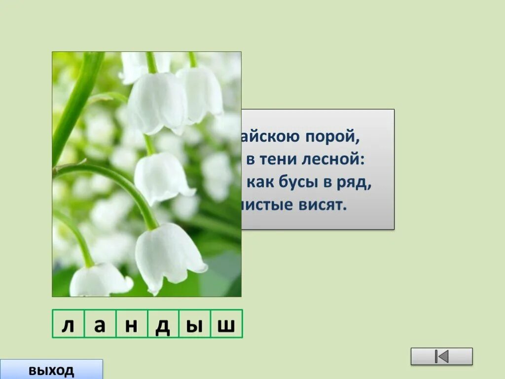Загадка цвет белый а ягода. Загадки про цветы. Загадки о цветковых растениях. Загадка на слово душистые. Белые душистые бубенчики висят.