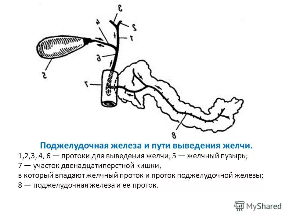 Желчные протоки в двенадцатиперстной кишке