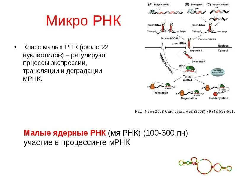 МК РНК функции. МИКРОРНК строение. МИКРОРНК 145. МИКРОРНК И малые интерферирующие РНК.