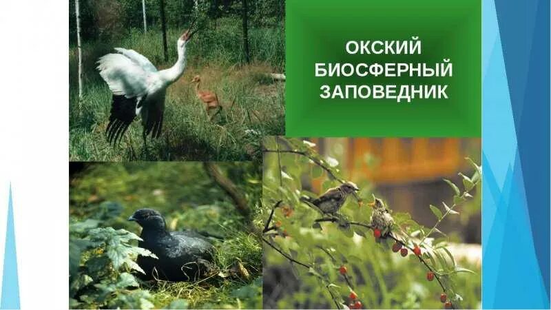 Окский заповедник кратко. Окский биосферный заповедник рязань.