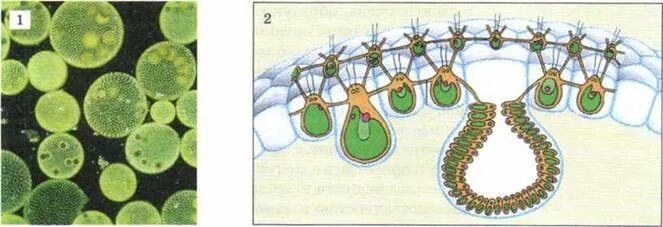 Колониальная одноклеточная водоросль. Строение колонии вольвокса. Вольвокс это многоклеточная зелёная водоросль. Колониальные водоросли вольвокс строение. Цитоплазматические мостики вольвокса.