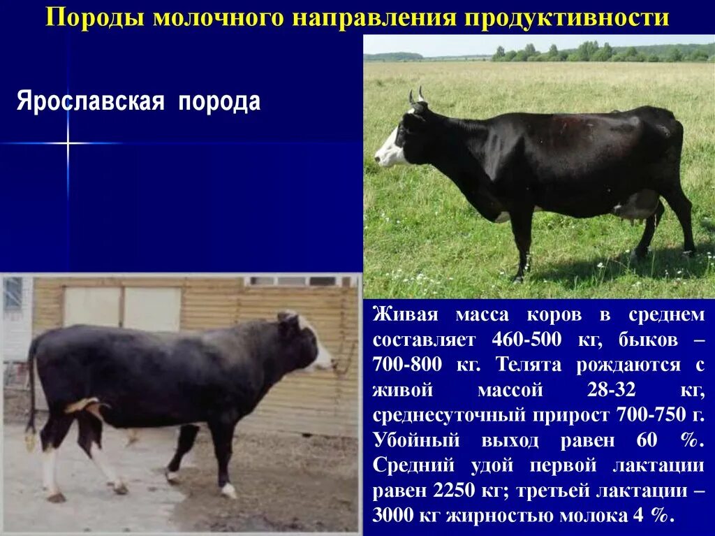 Породы коров молочного направления