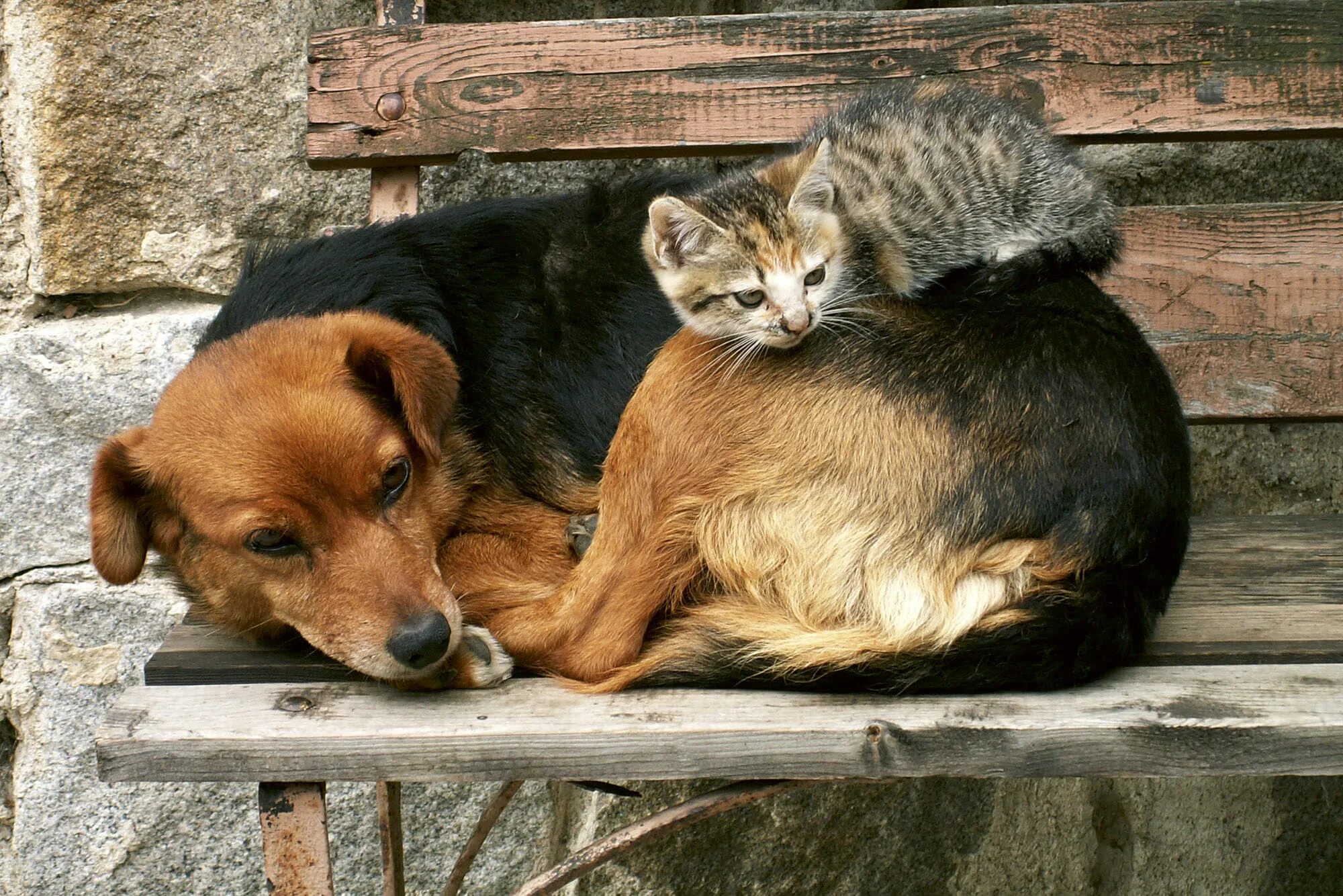 Бездомные животные. Бездомные кошки и собаки. Всемирный день бездомных животных. Фото бездомных животных. Животные россии кошки и собаки