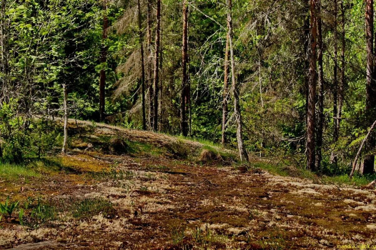 Можно леса карелии. Шумистые леса Карелии. Карельский лес. Природа Ленинградской области. Карельские леса вдоль трассы.