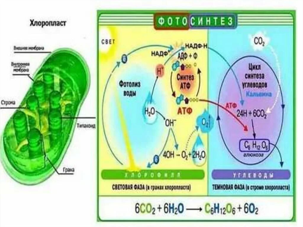 В хлоропласте на свету образуется. Процесс фотосинтеза в хлоропластах схема. Схема фотосинтеза протекающий в хлоропласте. Схема фотосинтеза в хлоропласте.