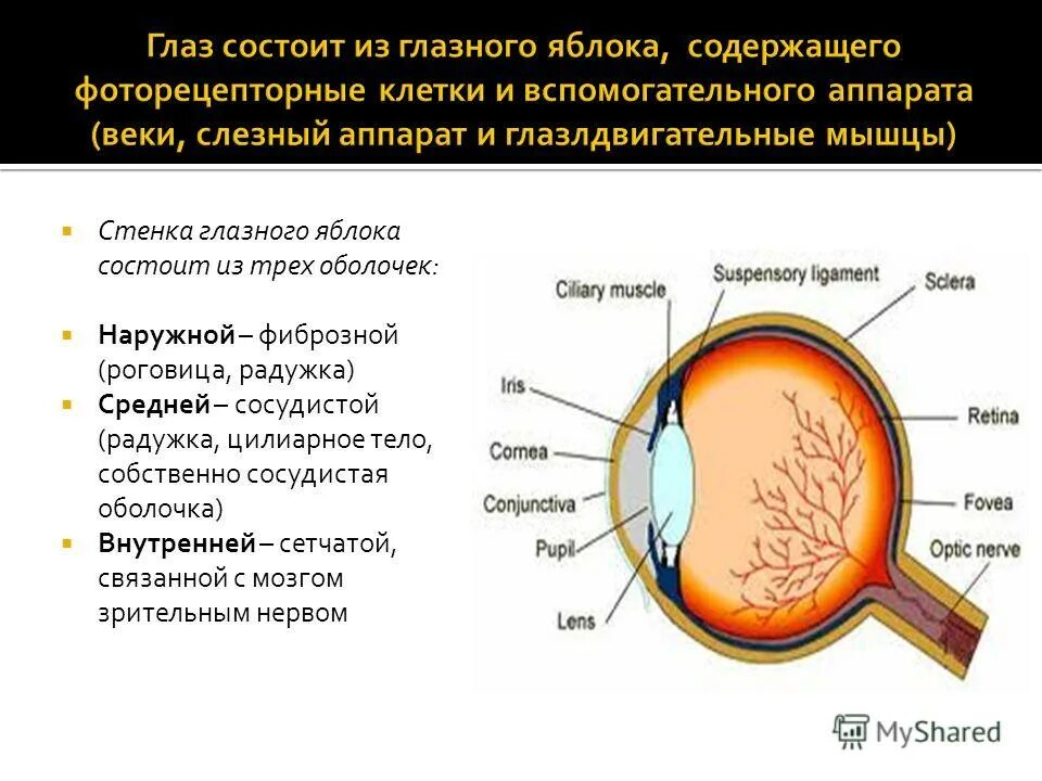 Наружная фиброзная оболочка глазного яблока состоит из-. Строение оболочек глазного яблока анатомия. Оболочки глазного яблока анатомия функции. Внутренняя оболочка глазного яблока функции и строение. Наружная оболочка глазного яблока состоит.