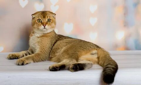 Лесбилердің писканың жалап жатқан суреттері