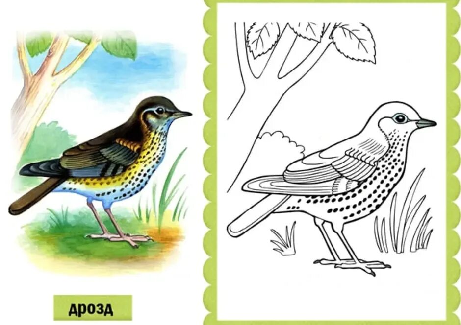 Перелетные птицы раскраски с названиями. Раскраска "перелетные птицы". Перелетные птицы для дошкольников. Птицы раскраска для детей. Перелетные птицы раскраска для детей.