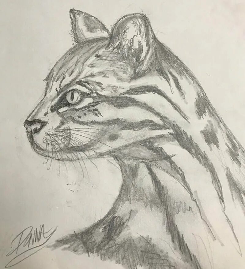 Как нарисовать дикую кошку. Скетчи животных. Нарисовать дикую кошку. Как нарисовать дикую кошку. Рисунки карандашом животные.