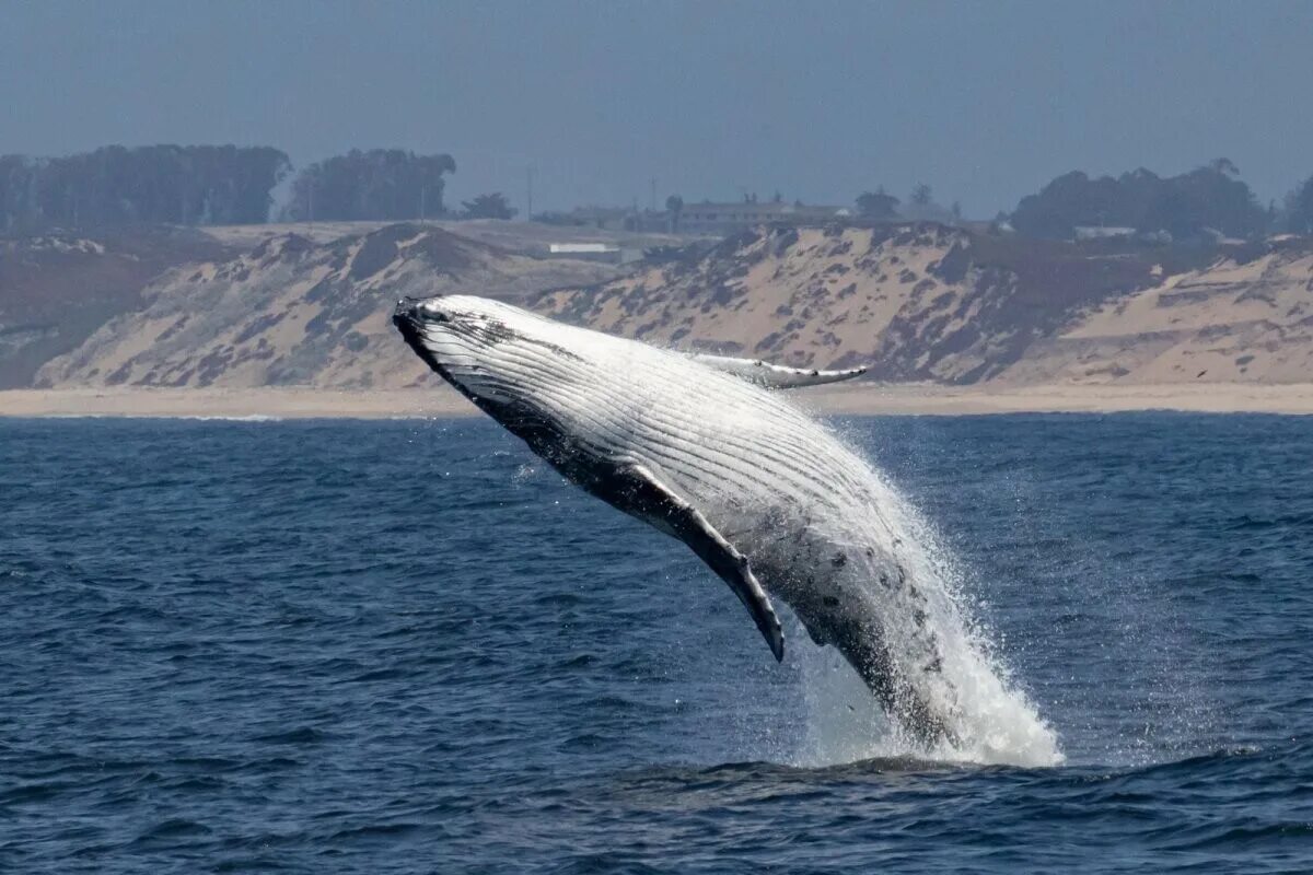 Поворот не туда 2 фильм 2003. Корометражка гость фильм. Загадка был белый дом чудесный дом. Смешное ограбление. Рост зарплат мем.