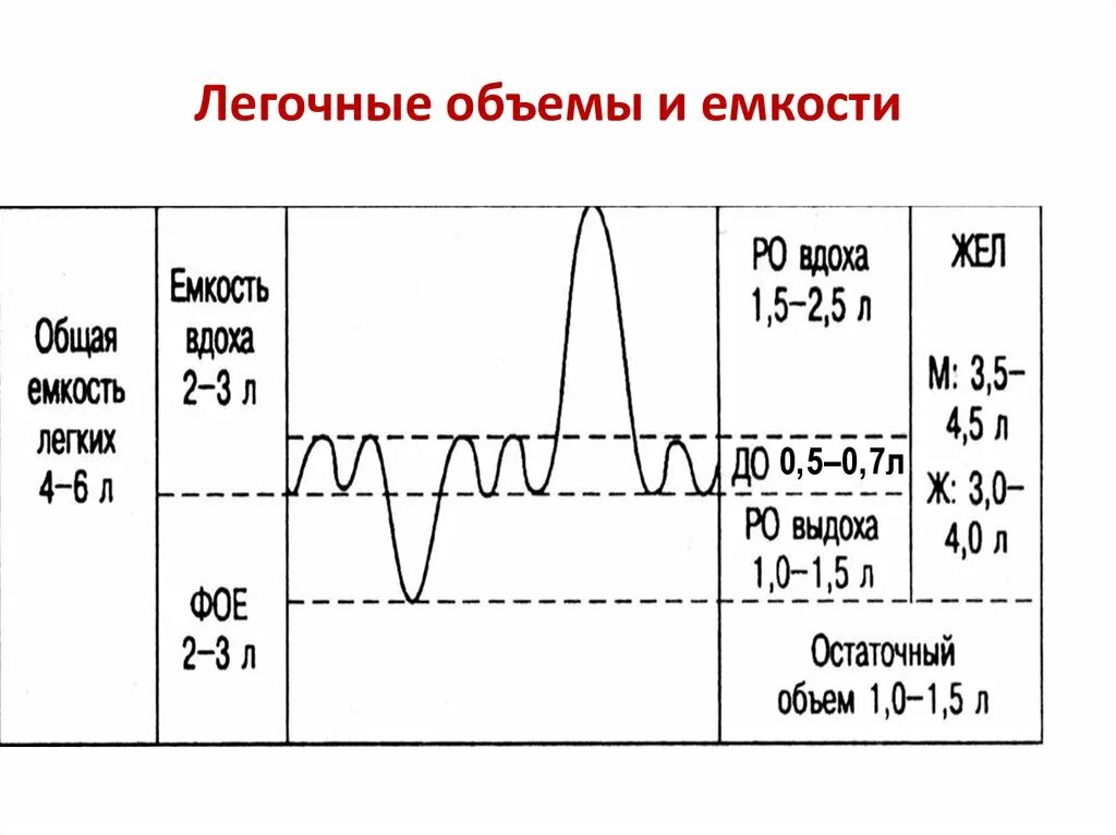 Функциональное деление общей емкости легких. Легочные объемы и емкости физиология. Основные объемы и емкости легких. Жизненная емкость легких дыхательный объем. Объемы дыхания физиология.