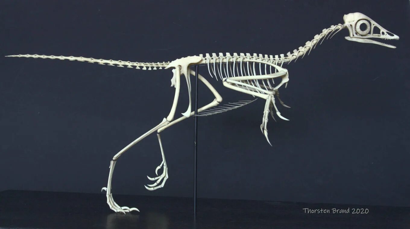 Archaeopteryx Skeleton. Archaeopteryx скелет. Археоптерикс останки. Археоптерикс окаменелость. Скелет археоптерикса