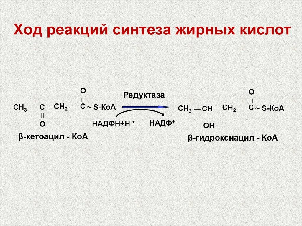 Толстой синтез. Химизм реакции синтеза жирных кислот. Синтез жирных кислот реакции. Редуктазы реакции. Биосинтез жирных кислот реакции.