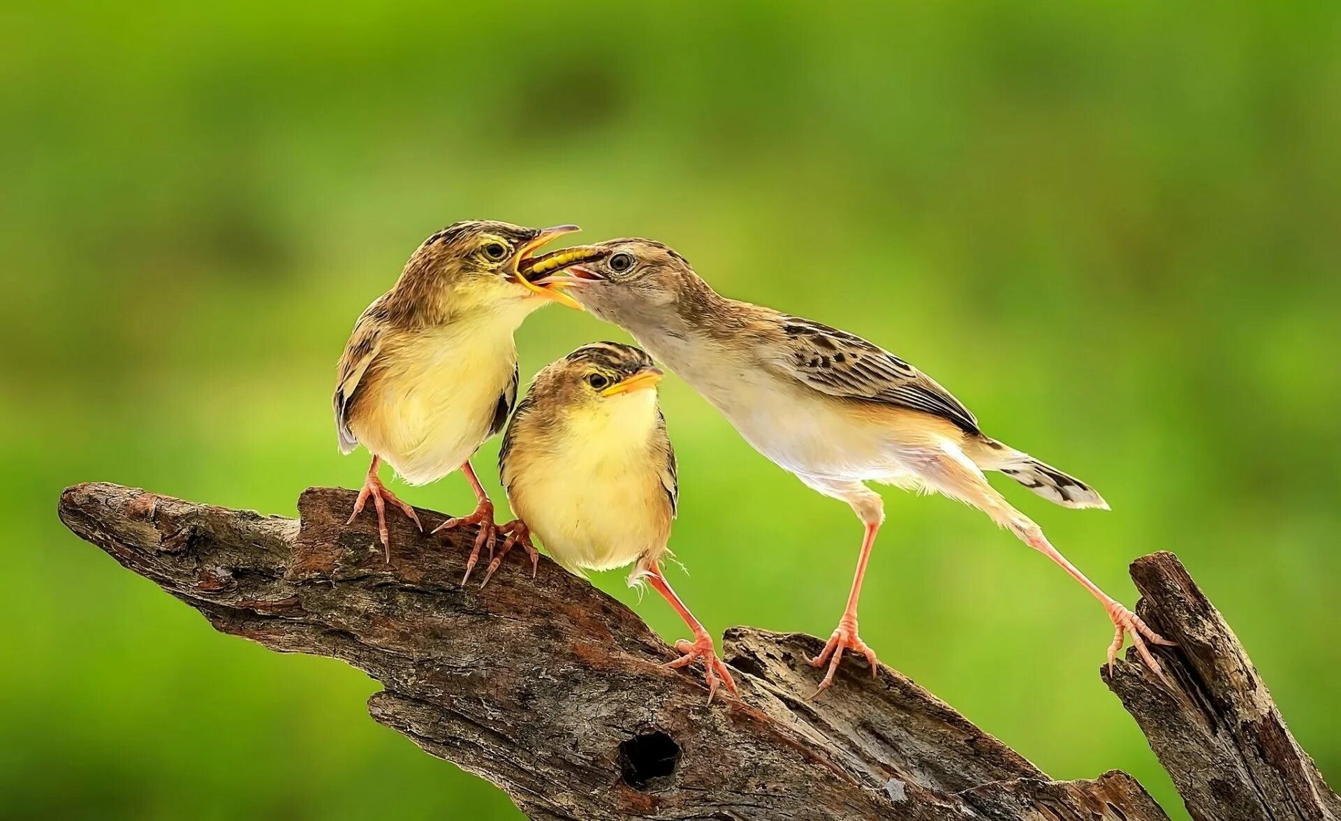 Дрозд желторотик. Природа птицы. Птичка с птенцами. Красивые птички с птенцами.