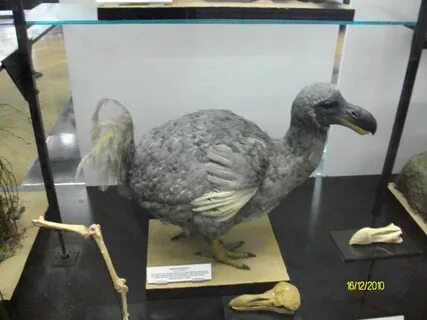 Дронт придворный