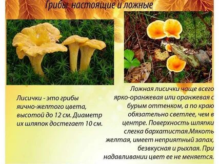 Ложная лисичка как отличить от съедобной