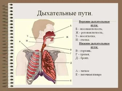 К простейшим средствам органов дыхания относятся