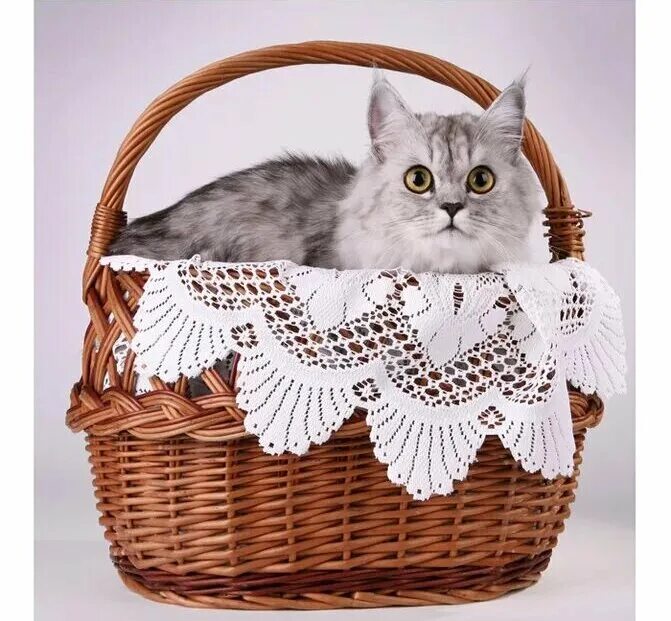 Кошки в лукошке шьют сапожки картинка. Котята в корзинке. На опушке в избушке живут старушки болтушки жанр текста. Видит кошка в лукошке по седьмому. Кошечка в корзинке.