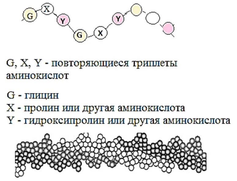 Первичная структура коллагена. Первичная структура коллагена биохимия. Первичная структура эластина. Коллаген структура.