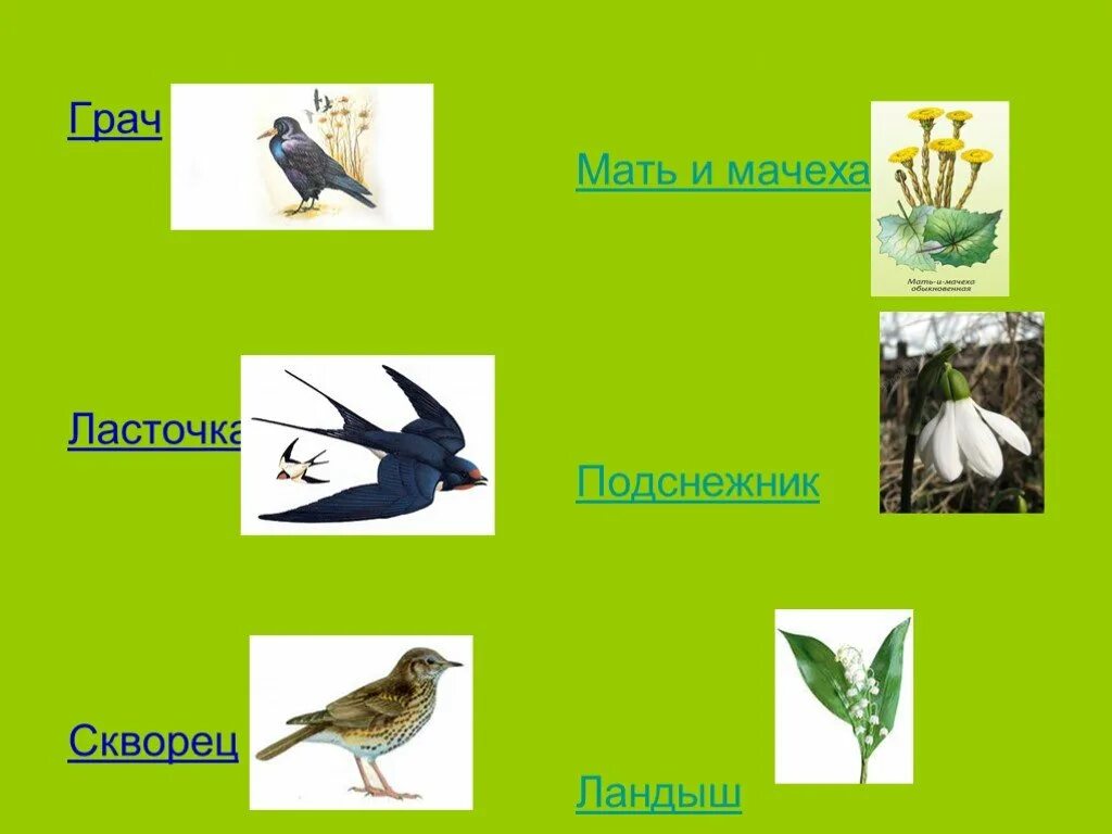 Схема нити в весеннем лесу. Невидимые нити в весеннем лесу. Невидимые нити в весеннем лесу 2 класс окружающий мир. Невидимые нити весной 2 класс. Невидимые нити весной 2 класс.