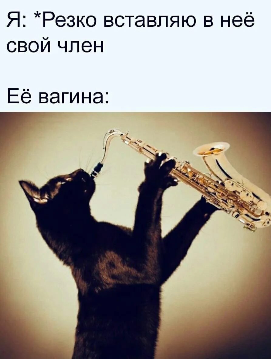 Кот саксофонист. Котики с музыкальными инструментами. Животные с музыкальными инструментами. Кошки играющие на музыкальных инструментах. Кота музыкальные инструменты