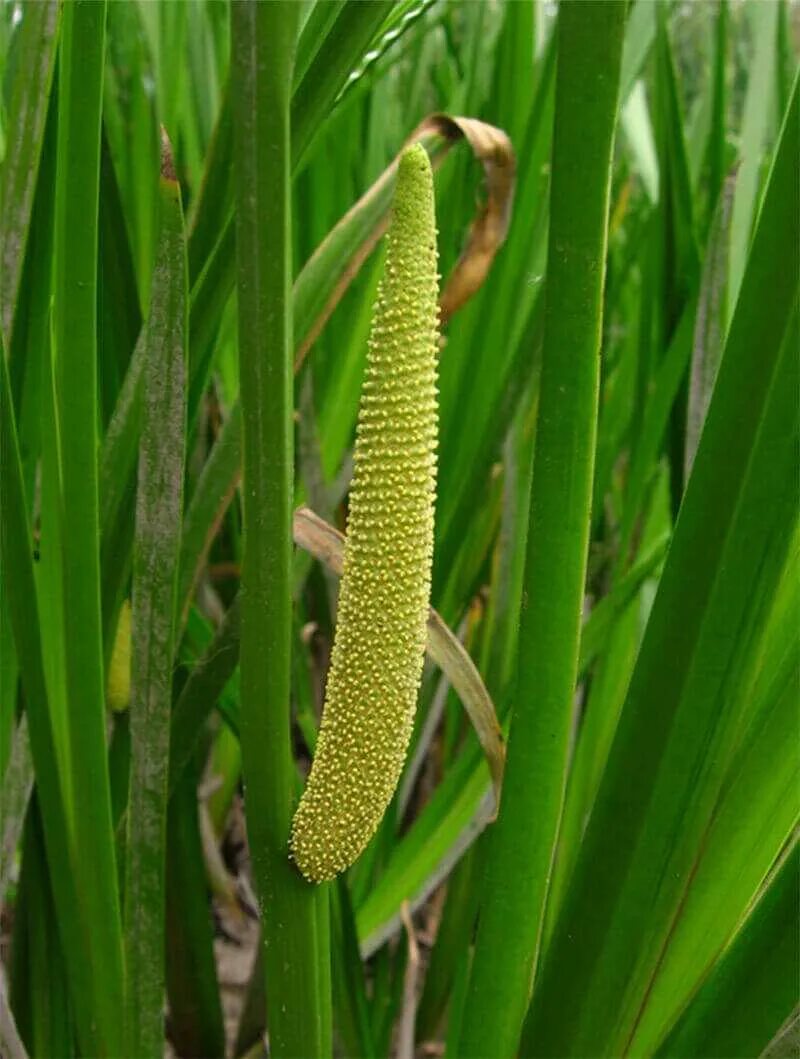 АИР обыкновенный - Acorus Calamus. АИР болотный (Acorus Calamus). Акорус Каламус. АИР обыкновенный (а. болотный) - Acorus Calamus..