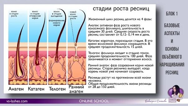 Сколько ресниц выпадает. Сколько ресниц выпадает в день. Фаза роста ресниц анаген катаген телоген. Ресницы начнут выпадать.