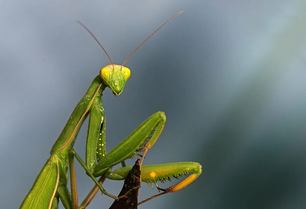 Богомол обыкновенный (Mantis religiosa). Богомол Mantis religiosa самка. Богомол обыкновенный самка. Богомол обыкновенный Mantis religiosa самец.