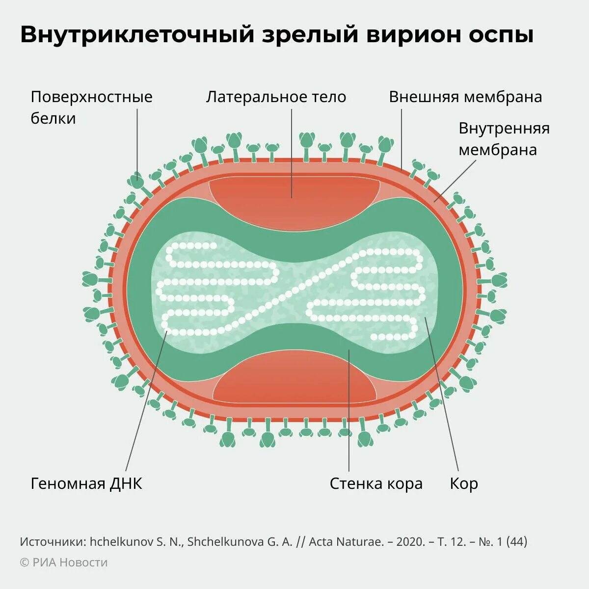 Вирус ветрянки под микроскопом. Натуральная оспа возбудитель вирус. Оспа возбудитель микробиология. Жизненный цикл вируса натуральной оспы. Днк оспы.