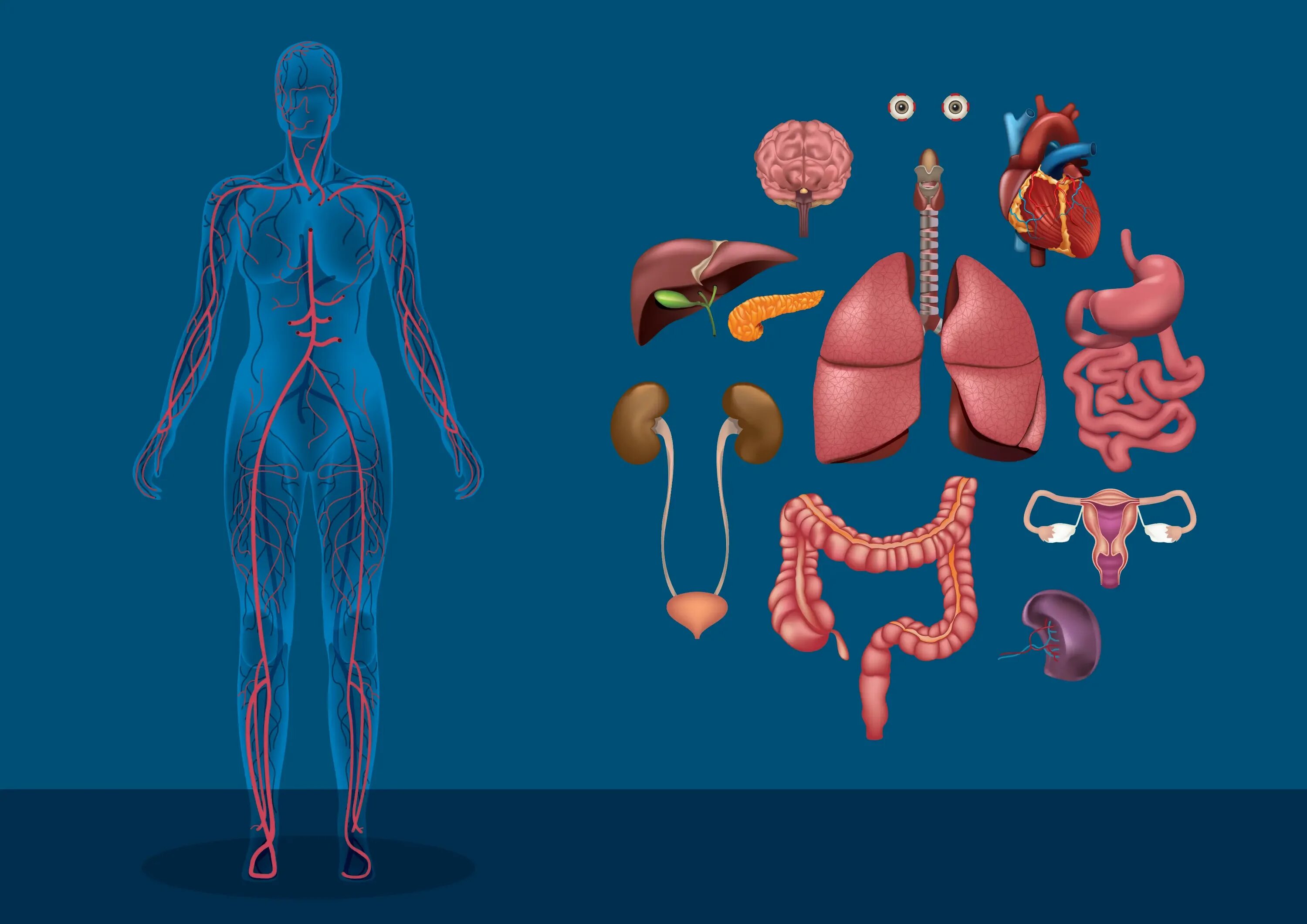 Human organs. Человеческие органы. Организм человека. Анатомия человека внутренние органы. Внутренние органы для детей.
