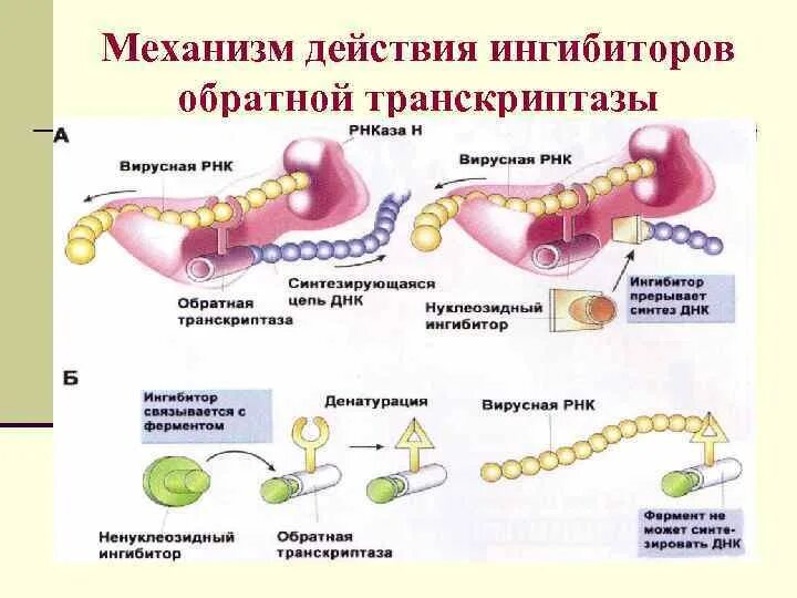 Функции фермента обратной транскриптазы. Обратная транскриптаза механизм действия. Механизм действия фермента обратной транскриптазы ревертазы. Обратная транскриптаза строение. Обратная транскриптаза